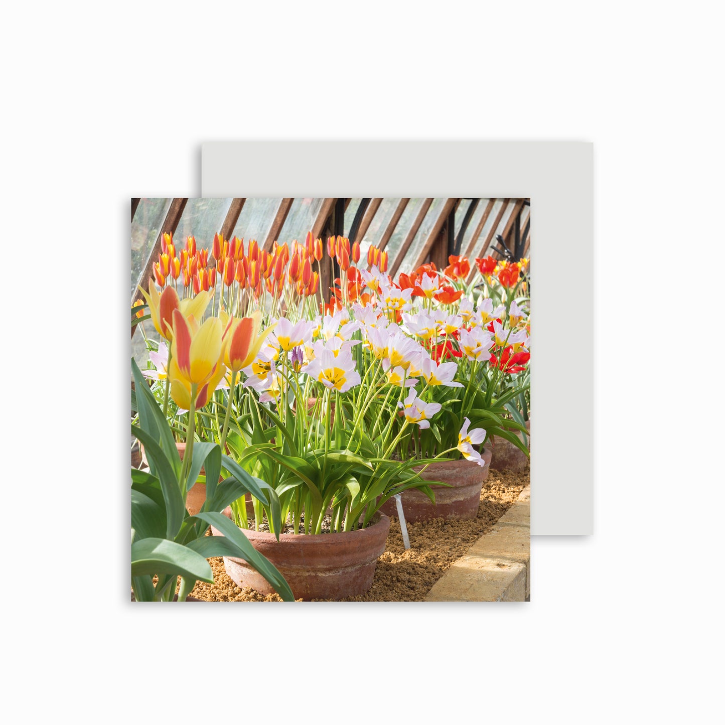 The Alpine House Tulip Collection - Greeting card
