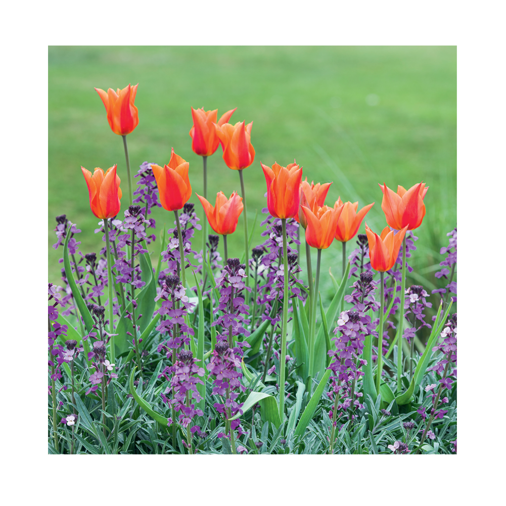 Tulipa Ballerina and Erysimum 'Bowles's Mauve' - Greeting Card