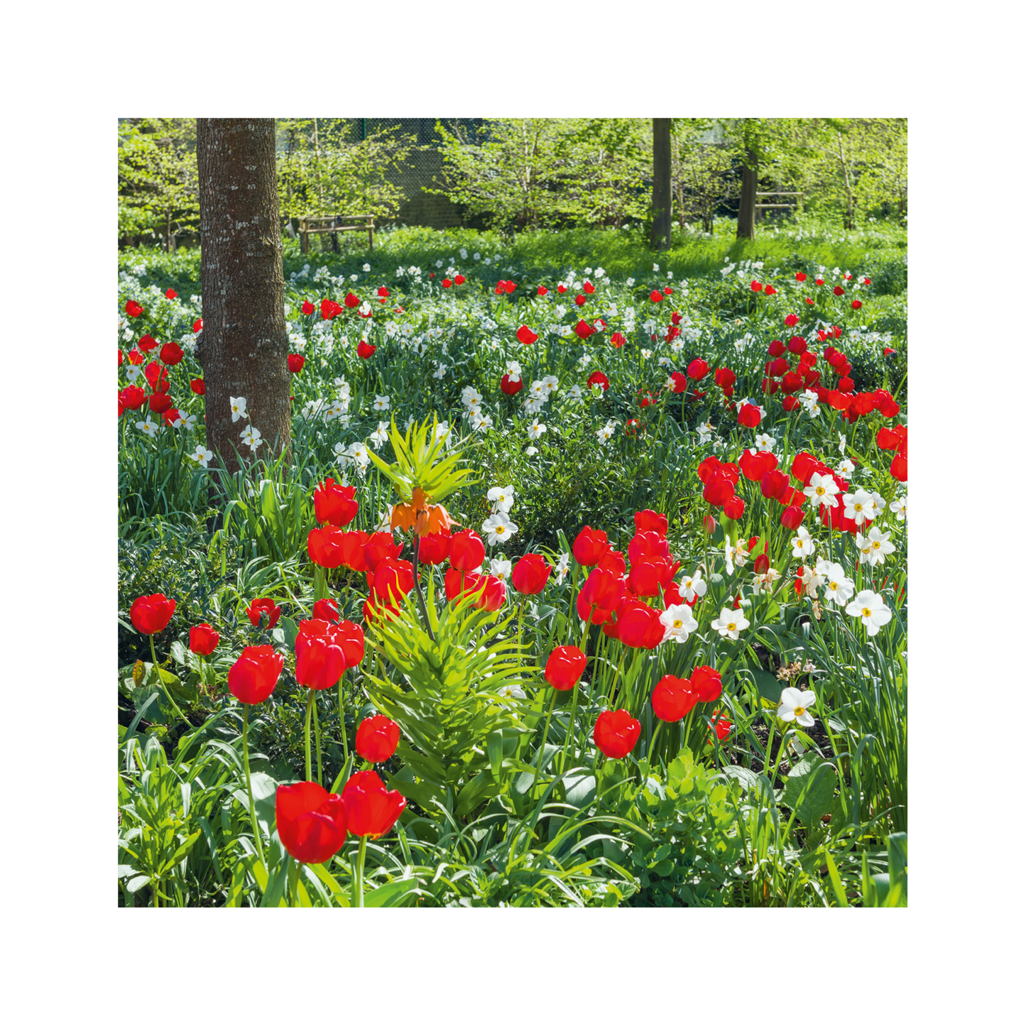 Tulipa Apeldoorn - Greeting card