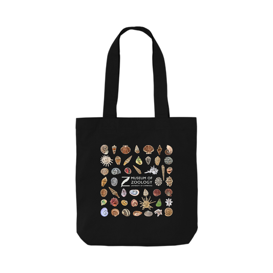 Shells - Tote bag