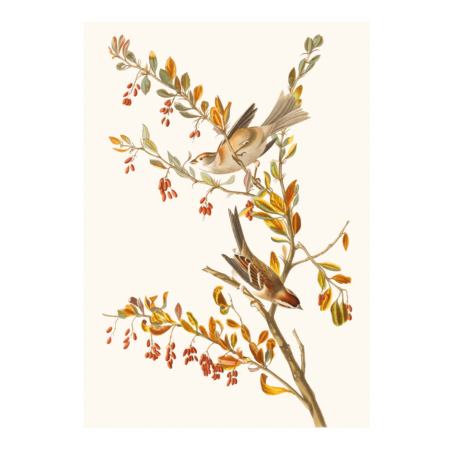 Tree Sparrow - Greeting card