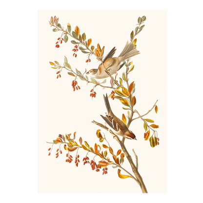 Tree Sparrow - Greeting card