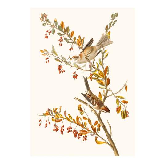 Tree Sparrow - Greeting card