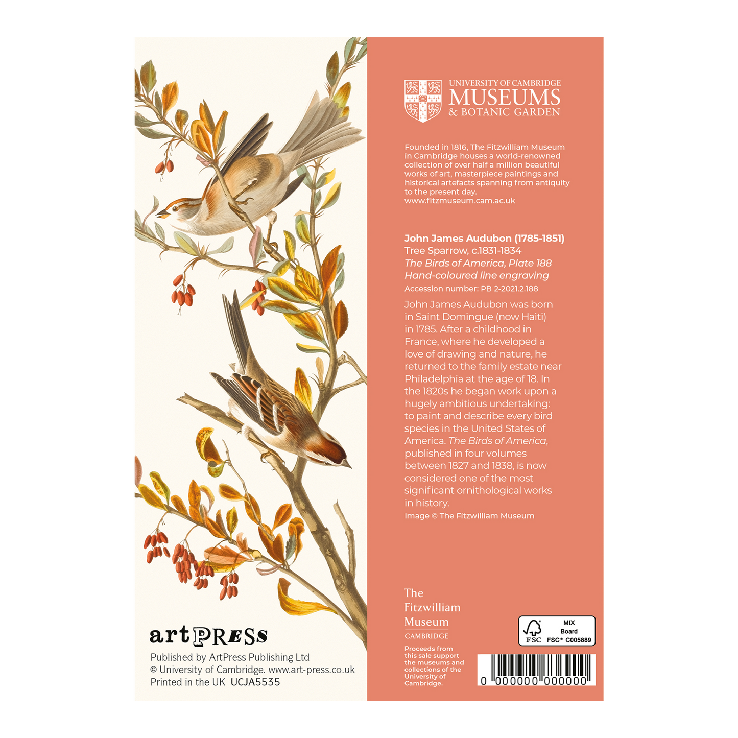 Tree Sparrow - Greeting card