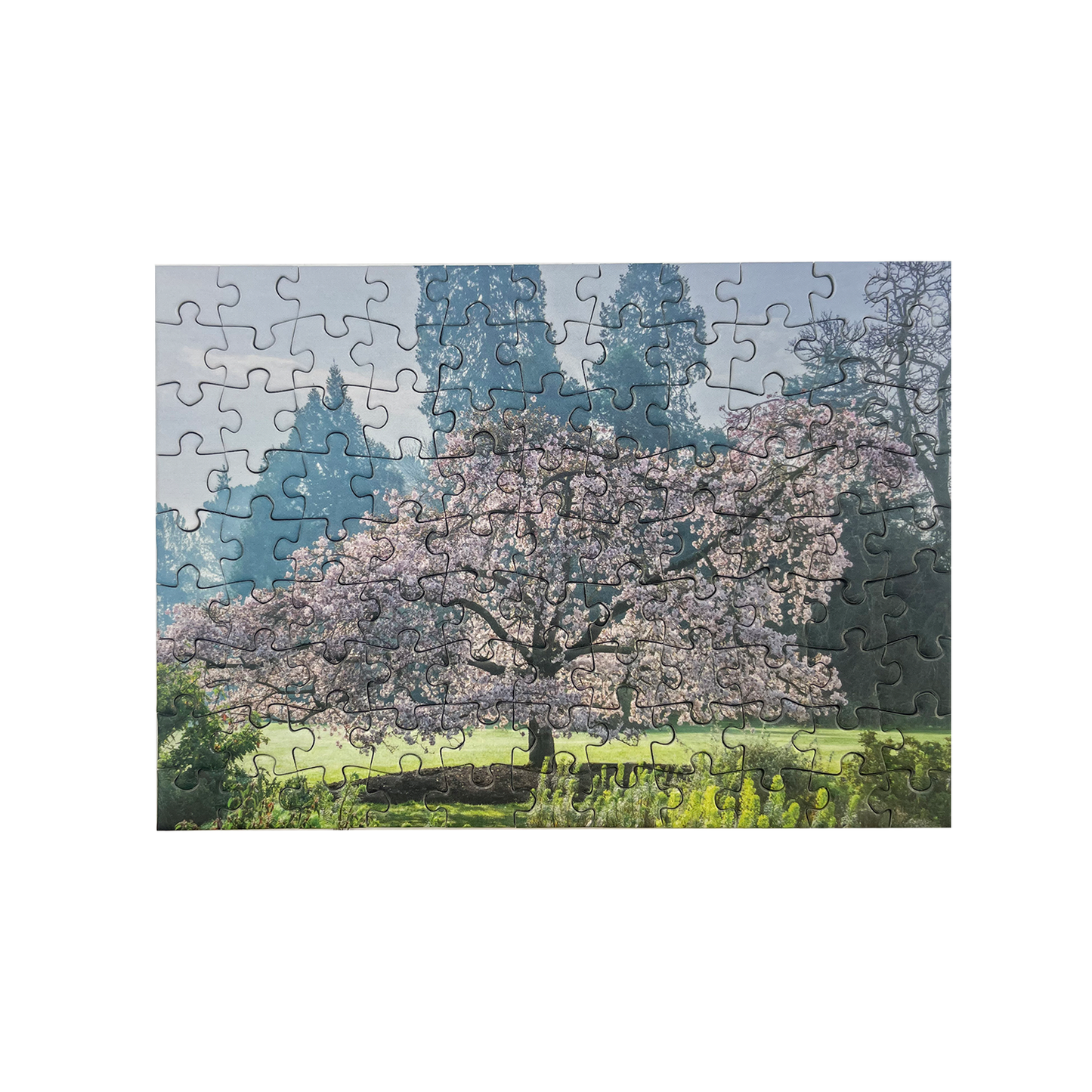 Prunus sargentii with Spring Blossom - 99 pc mini tube jigsaw