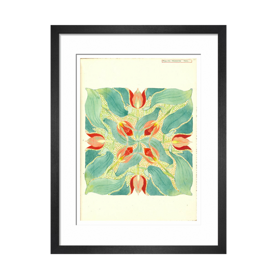 Sun's Eye Tulip - Art print