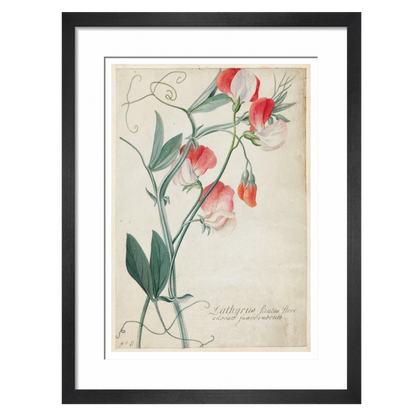 Sweet Pea - Art print