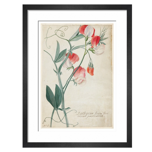 Sweet Pea - Art print