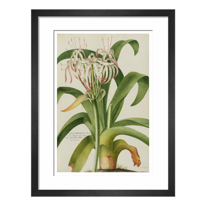 The American Asphodel Lily - Art print