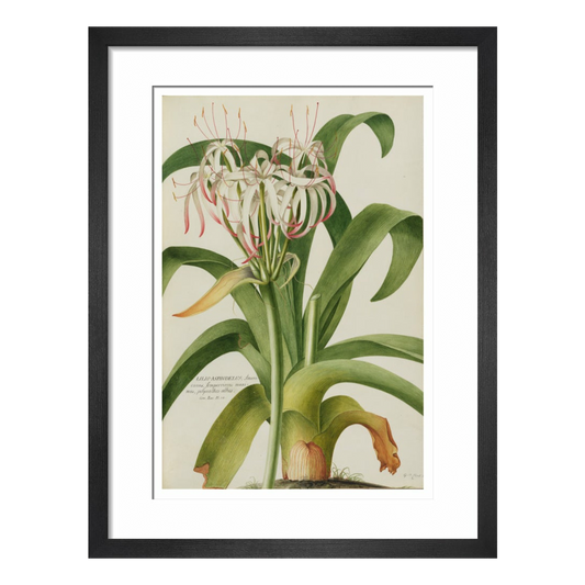 The American Asphodel Lily - Art print