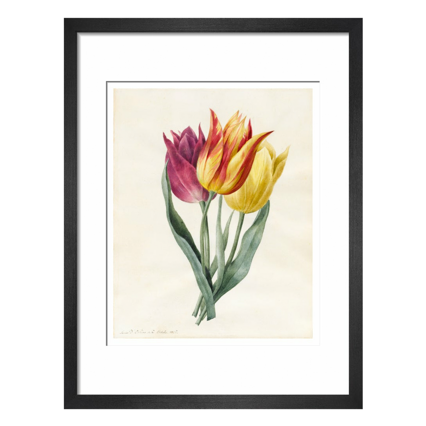 Three Lily Tulips - Art print