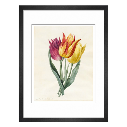 Three Lily Tulips - Art print