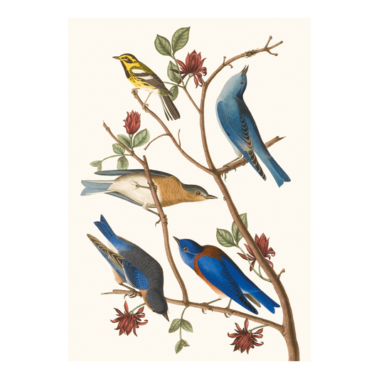 Townsend's Warbler, Arctic Blue-bird, Western Blue-bird - Greeting card