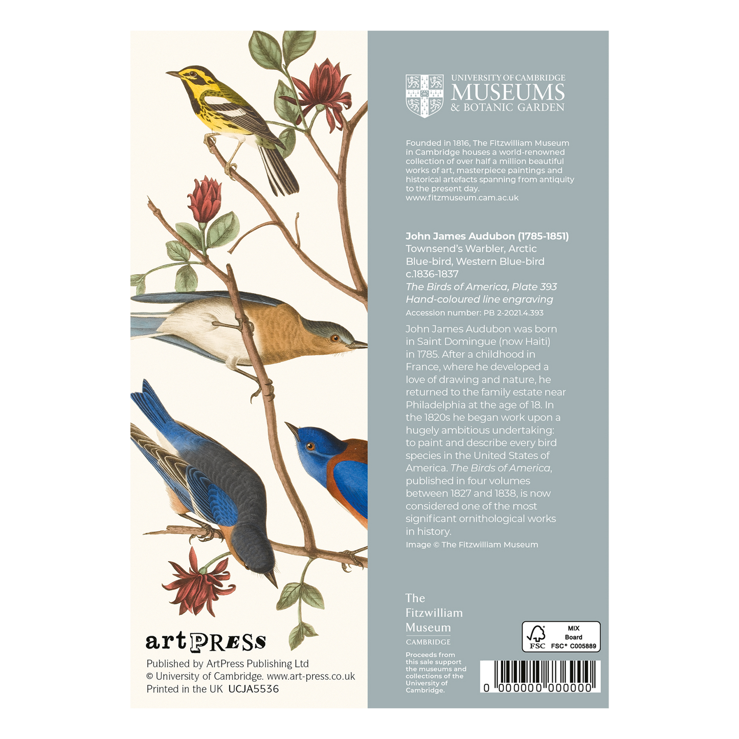 Townsend's Warbler, Arctic Blue-bird, Western Blue-bird - Greeting card