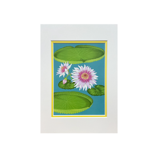 Tropical Wetlands - Mounted Print