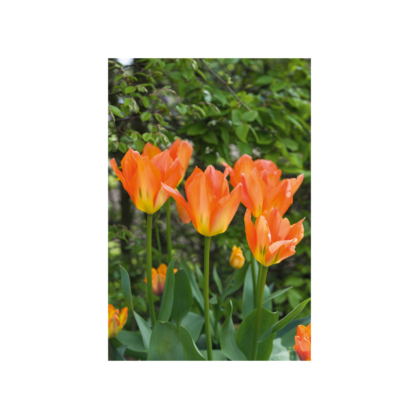 Botanic Garden Tulips - Notecard pack