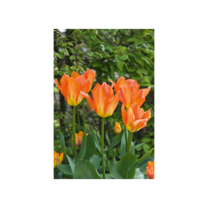 Botanic Garden Tulips - Notecard pack