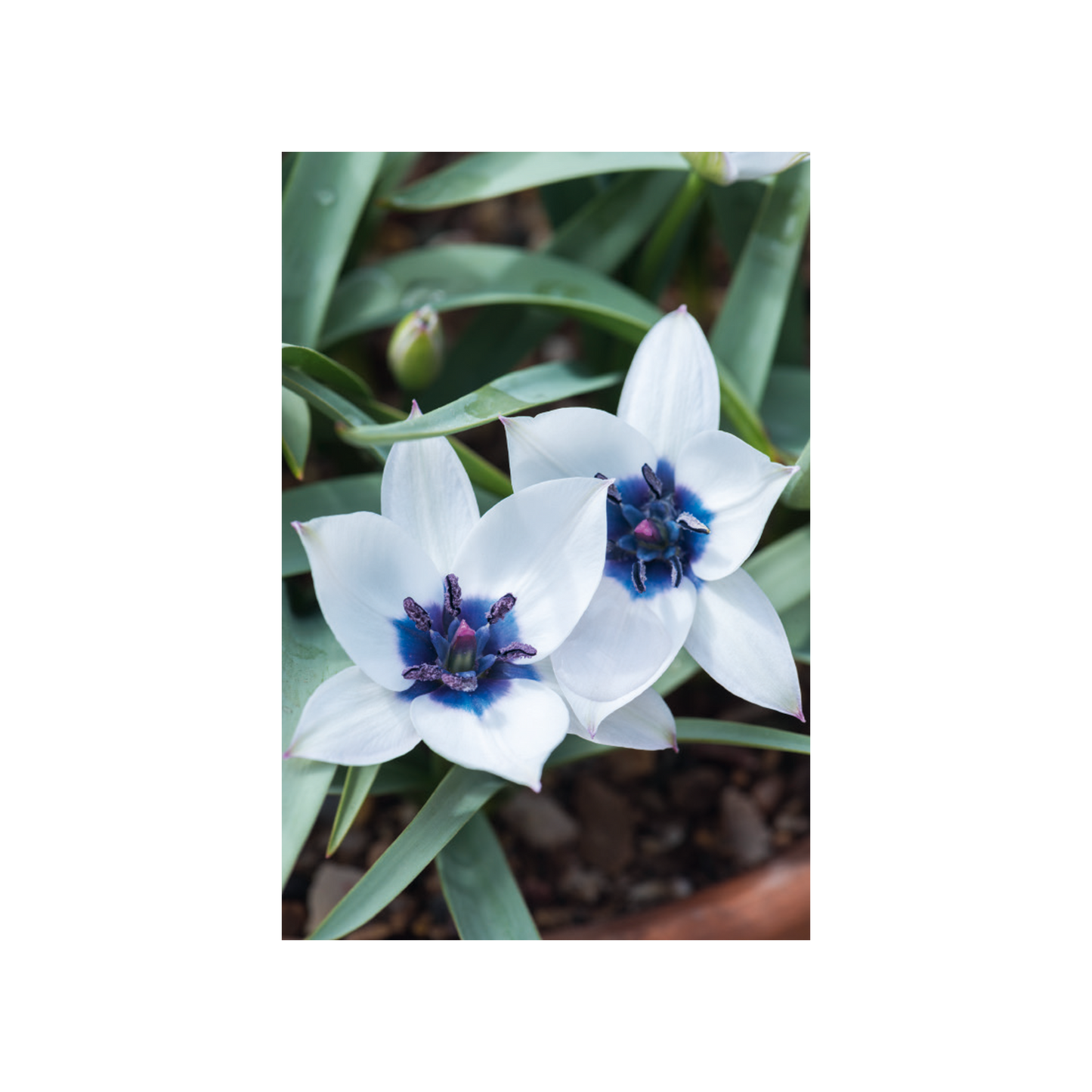 Botanic Garden Tulips - Notecard pack