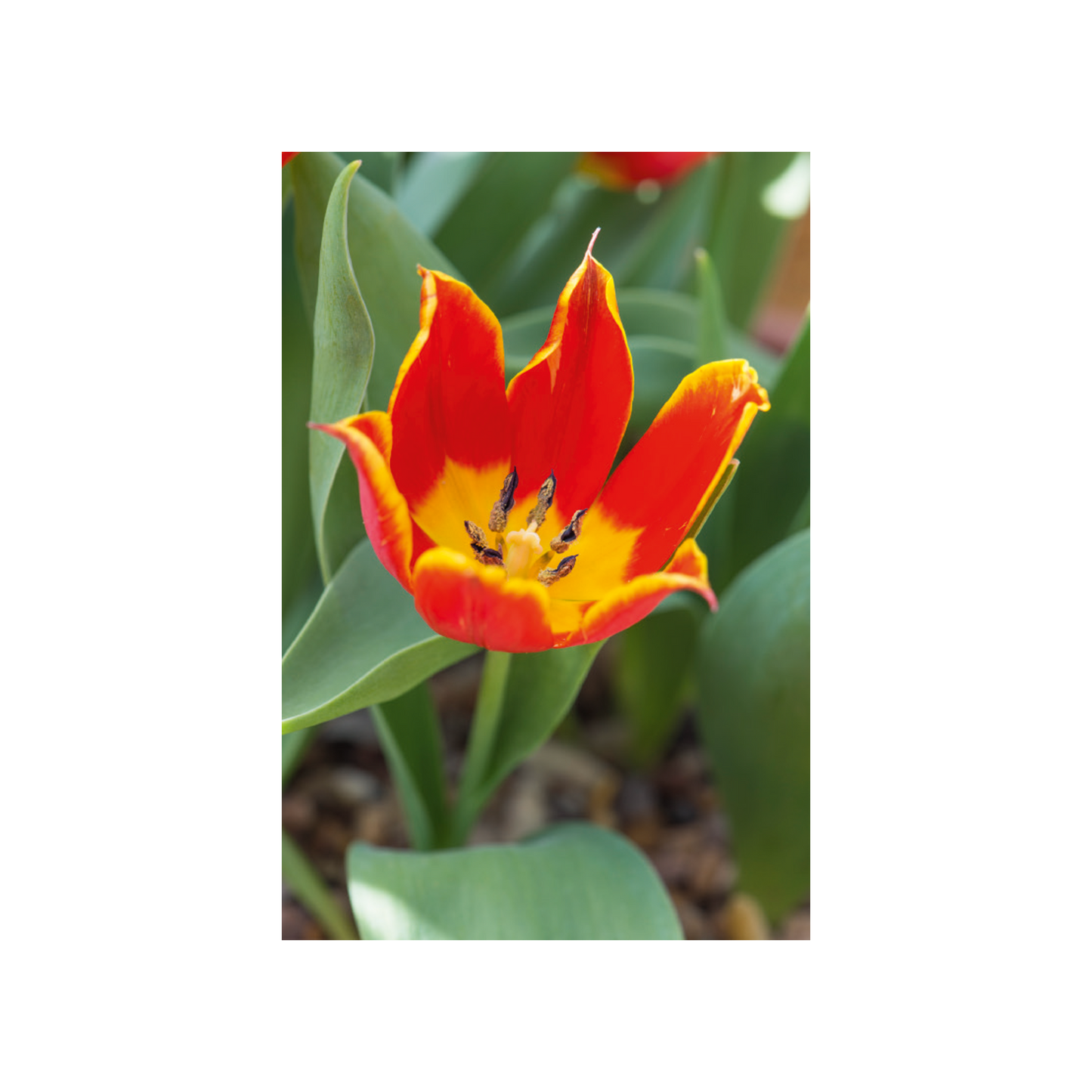 Botanic Garden Tulips - Notecard pack