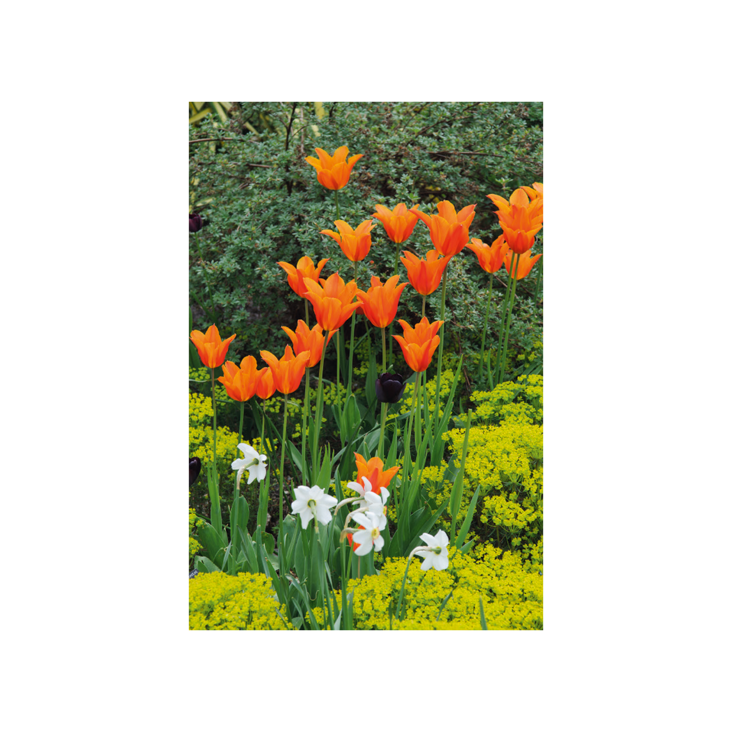 Botanic Garden Tulips - Notecard pack
