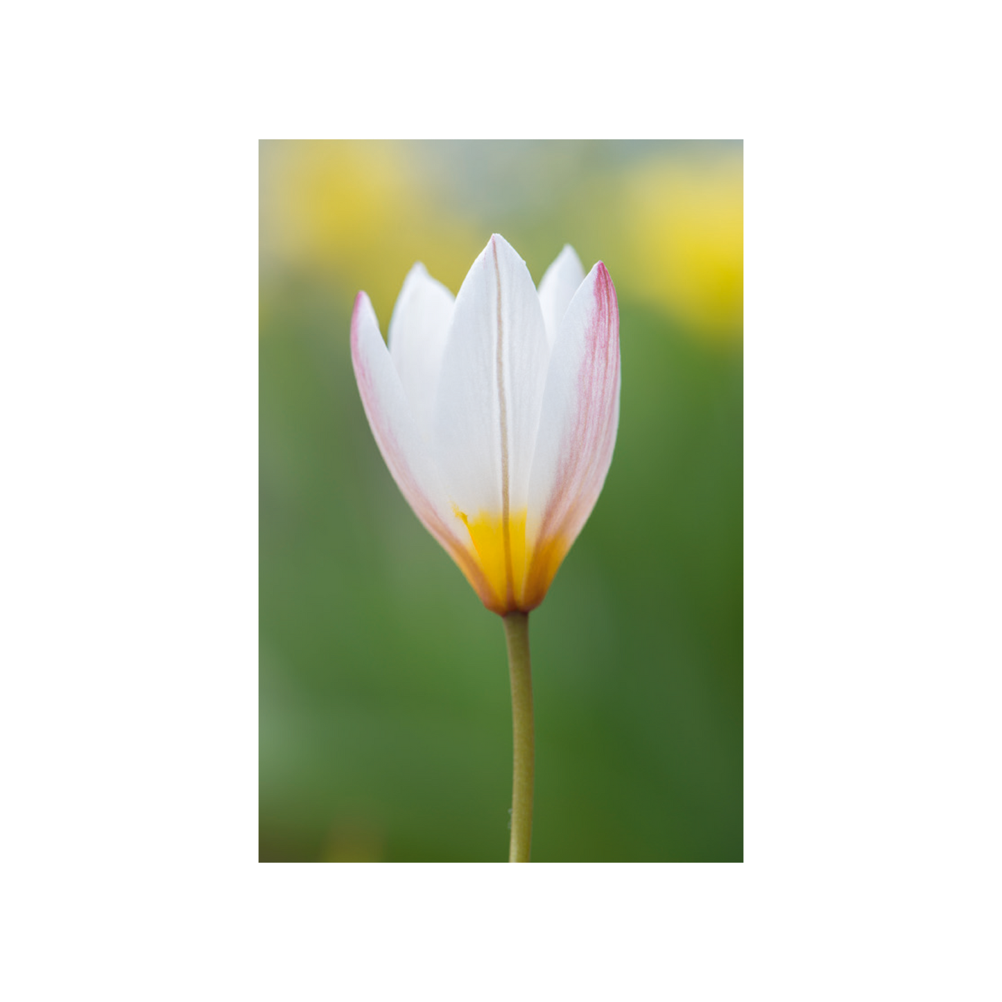 Botanic Garden Tulips - Notecard pack