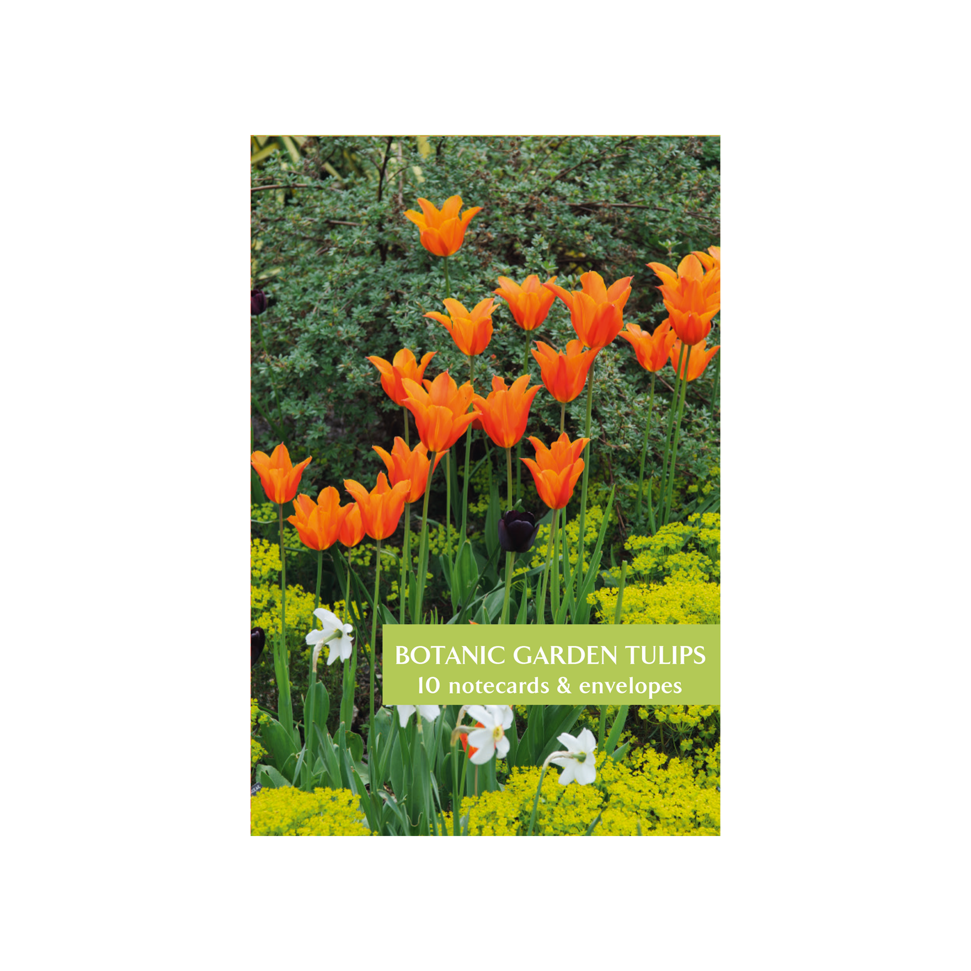 Tulip Notes Botanic Garden Tulips - Notecard pack – Curating Cambridge