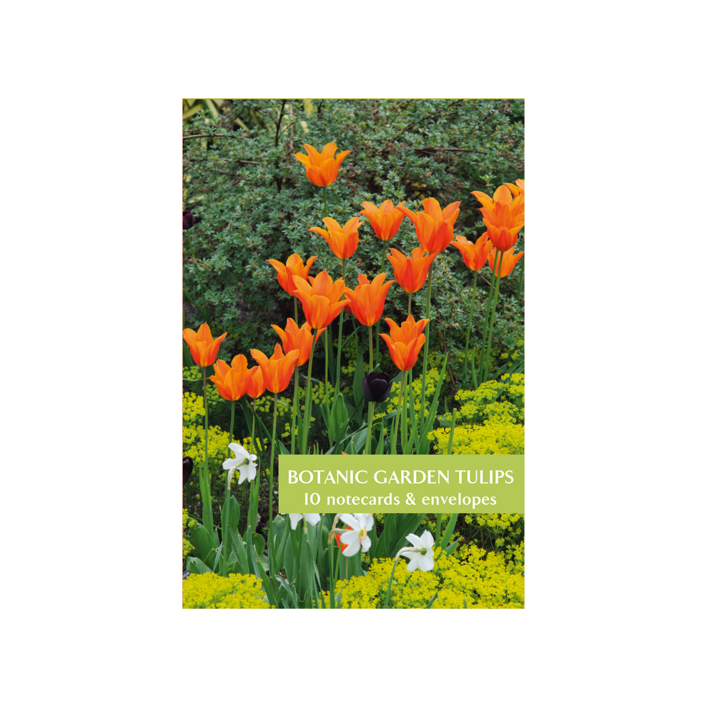 Botanic Garden Tulips - Notecard pack