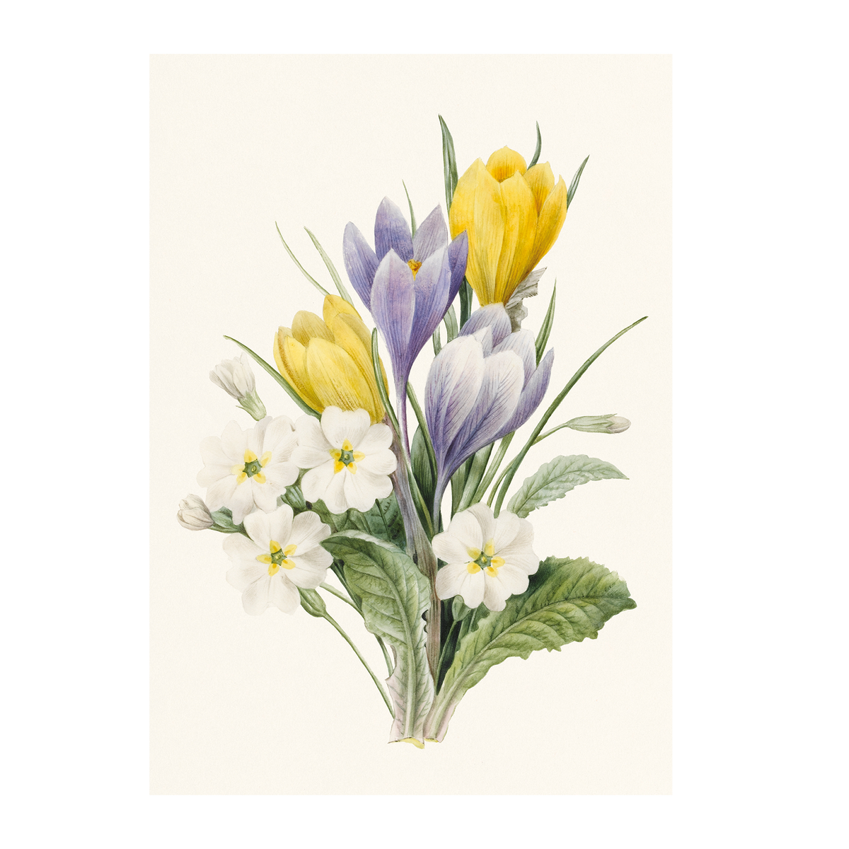 White Primroses and Hybrid Crocuses - Greeting card