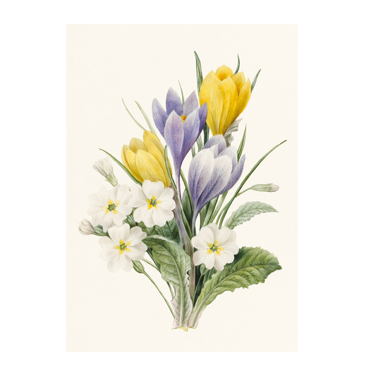 White Primroses and Hybrid Crocuses - Greeting card