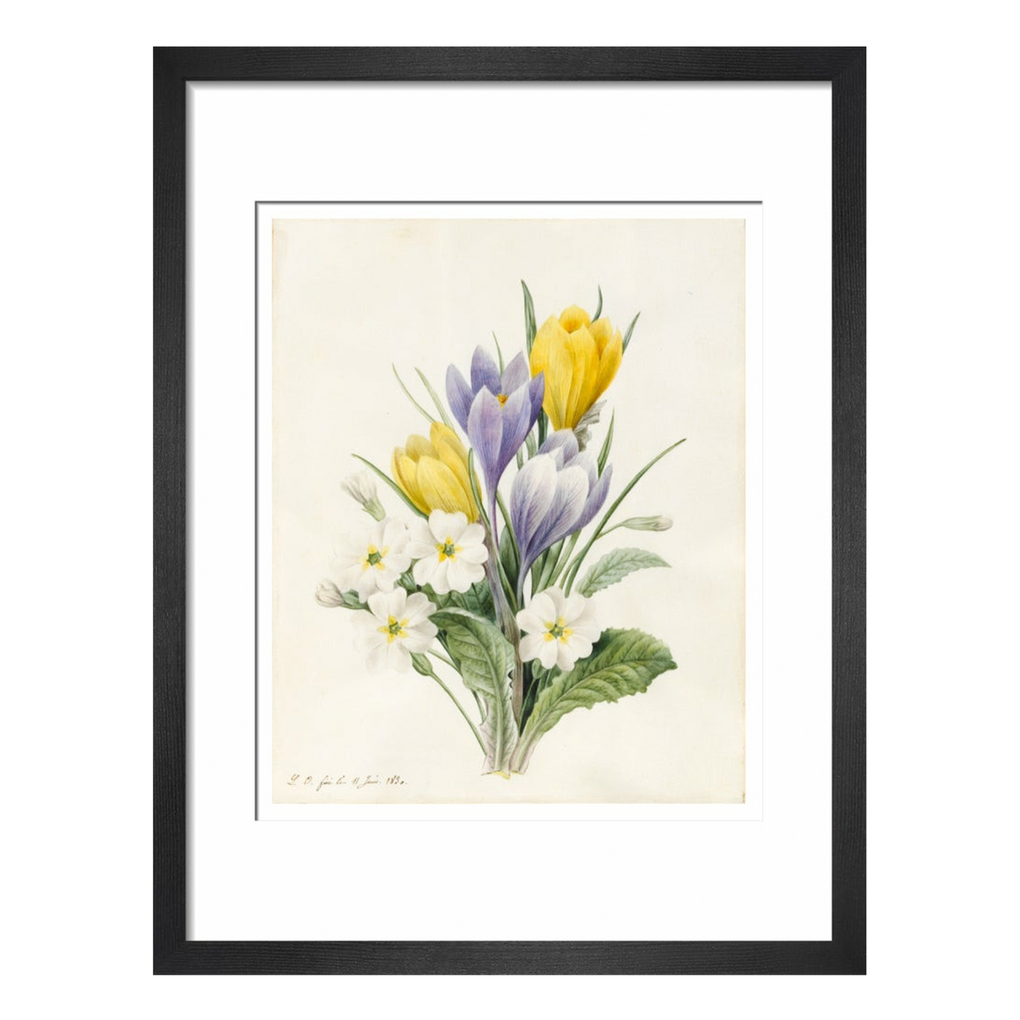 White Primroses and early Hybrid Crocuses - Art print