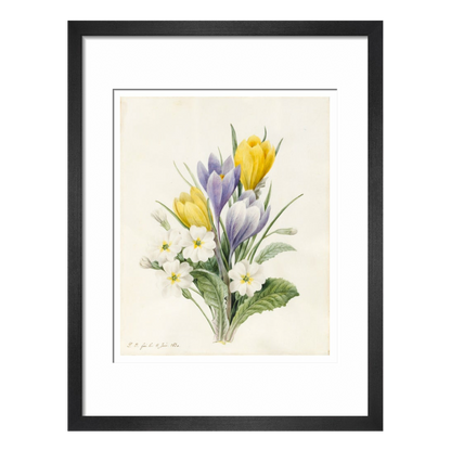 White Primroses and early Hybrid Crocuses - Art print