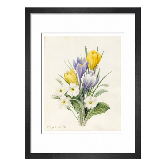 White Primroses and early Hybrid Crocuses - Art print