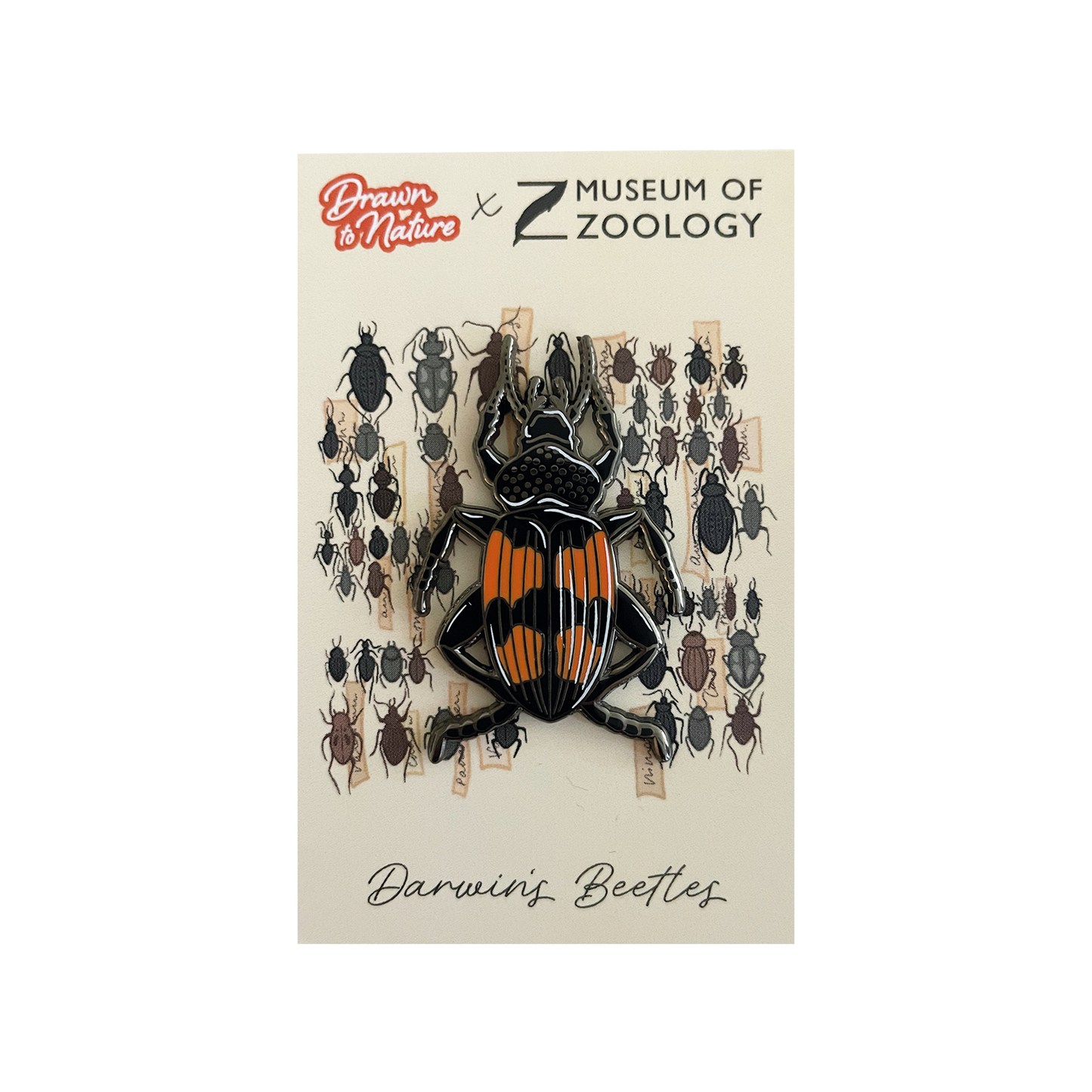 Darwin's Beetle - Enamel brooch