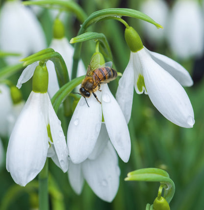 Galanthus 'James Backhouse' and early honeybee - Christmas card pack