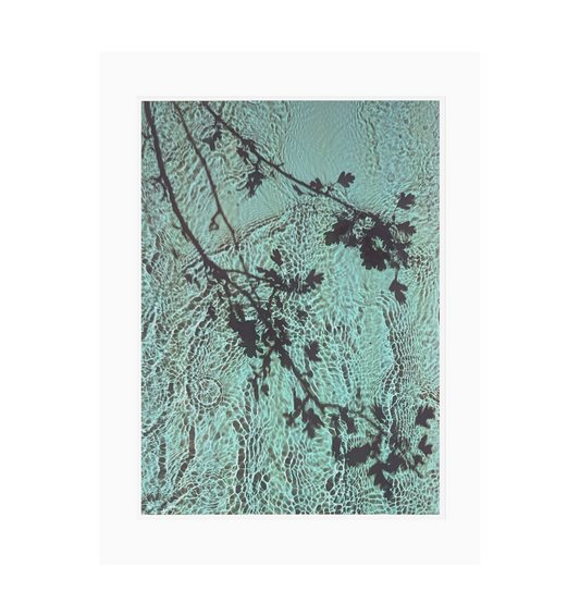 Limited Edition Print : River Taw Hawthorn (Detail)