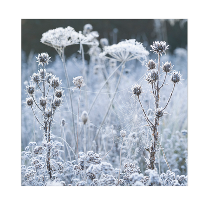 Frosted cobweb on seedheads - Christmas card pack