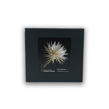 Moonflower paperweight presentation box