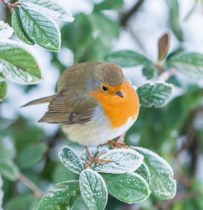 Robin on Cotoneaster lacteus - Christmas card pack