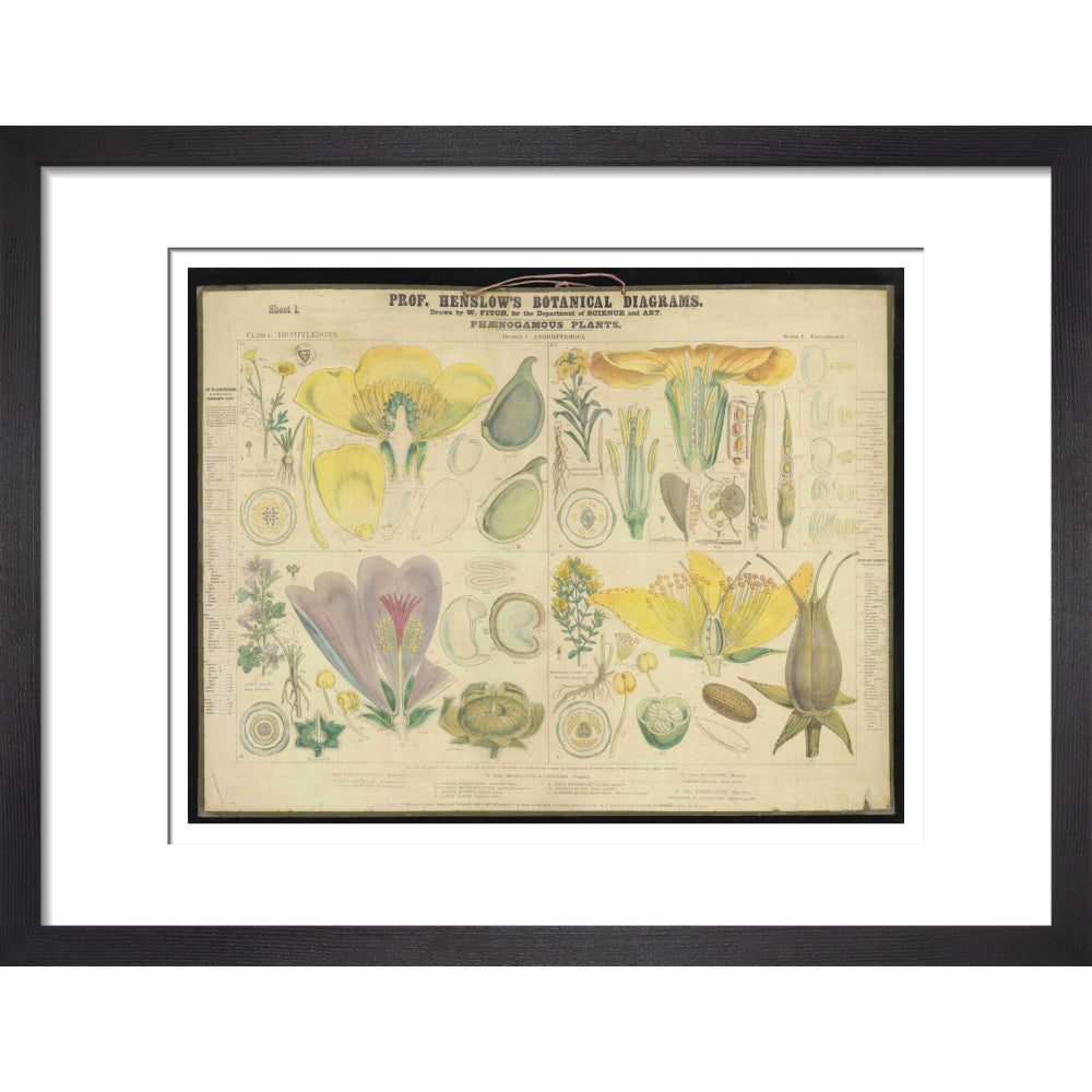 Professor Henslow's Botanical Diagrams: Sheet 1 - Art print