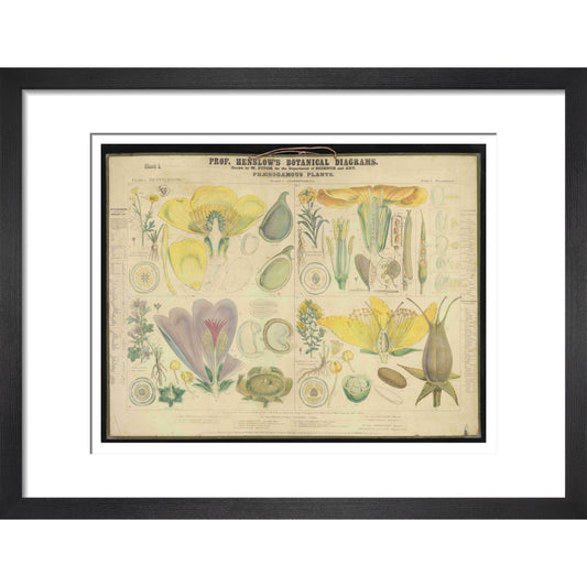 Professor Henslow's Botanical Diagrams: Sheet 1 - Art print