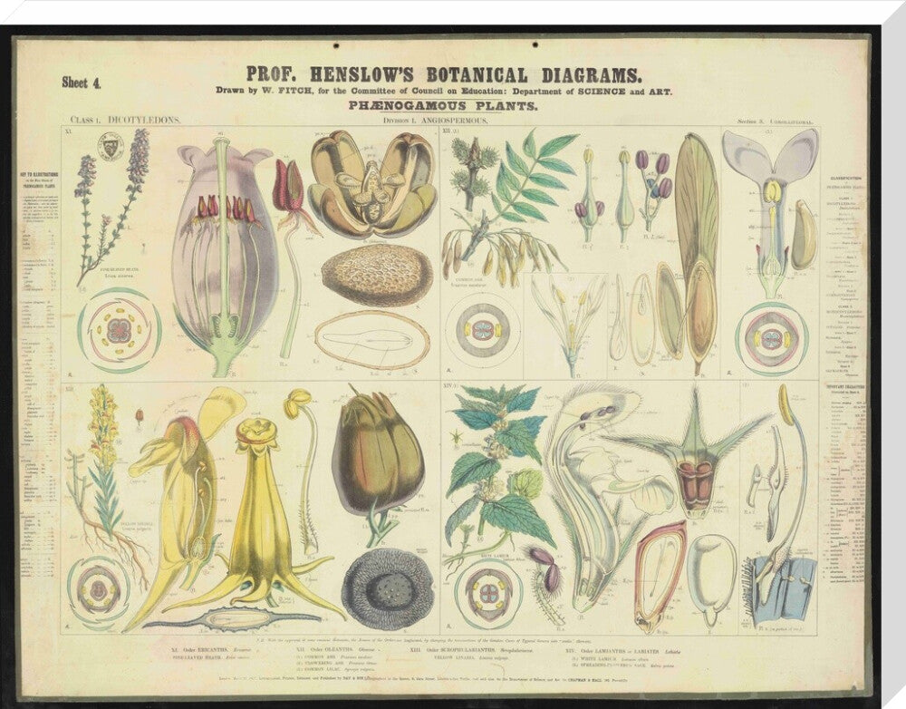 Professor Henslow's Botanical Diagrams: Sheet 4 - Art print