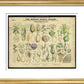 Professor Henslow's Botanical Diagrams: Sheet 5 - Art print