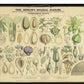 Professor Henslow's Botanical Diagrams: Sheet 5 - Art print
