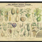 Professor Henslow's Botanical Diagrams: Sheet 5 - Art print