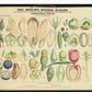 Professor Henslow's Botanical Diagrams: Sheet 6 - Art print