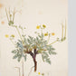 Erodium absinthoides - Art print