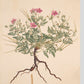 Erodium alpinum - Art print