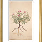 Erodium alpinum - Art print