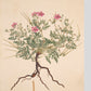 Erodium alpinum - Art print