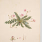 Erodium romanum - Art print